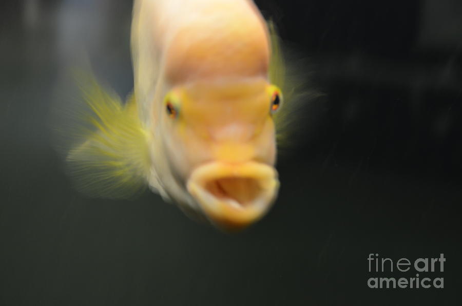 Detroit Photograph - Belle Isle aquarium fish 2 by Randy J Heath