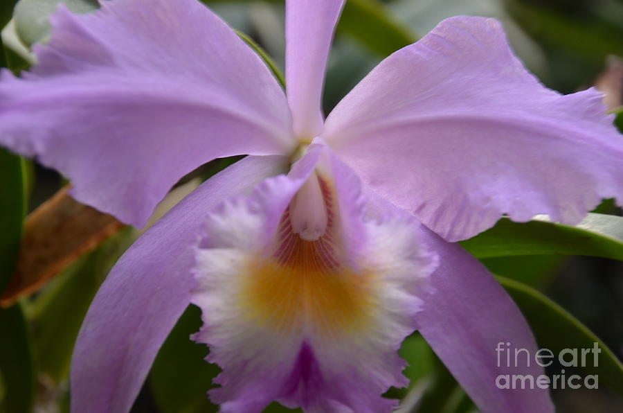 Belle Isle Orchid Photograph by Randy J Heath