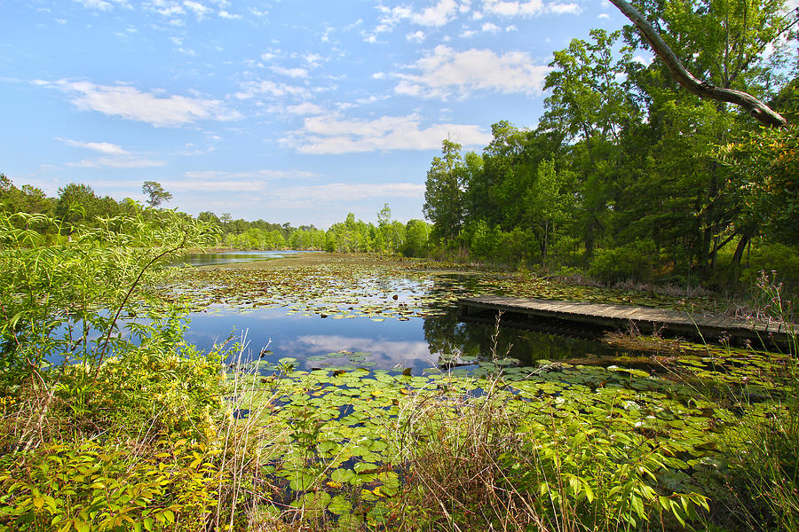 Belle Isle Plantation Photograph by Dennis Strickland - Fine Art America