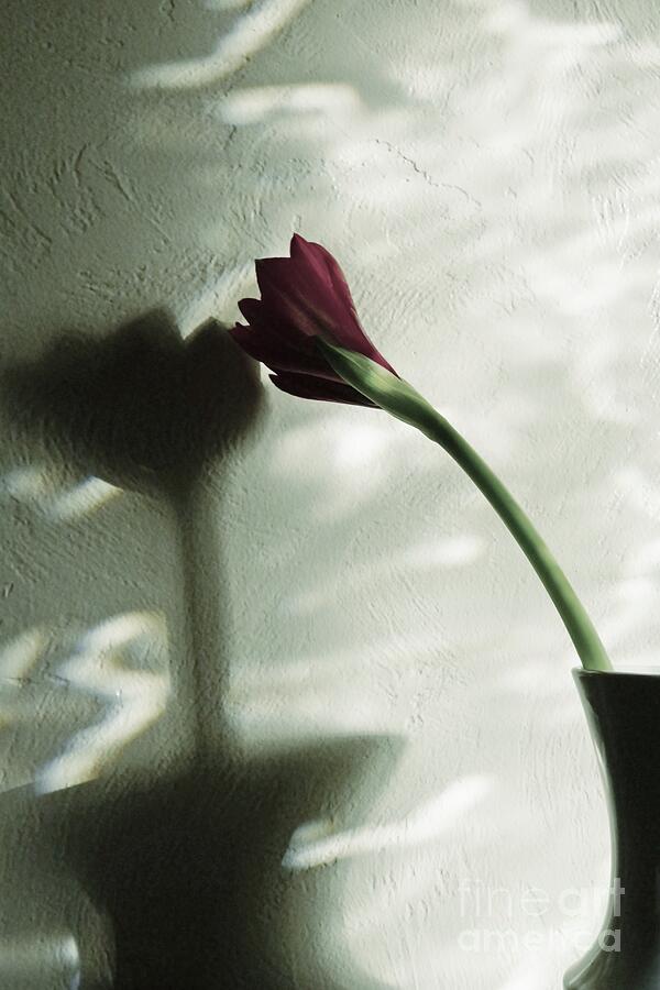 Belle Ombre Photograph by Patricia Strand