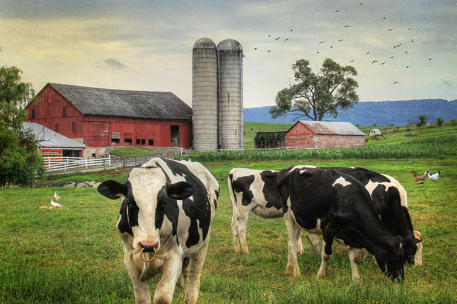 Belleville Amish Farm Photograph by Lori Deiter