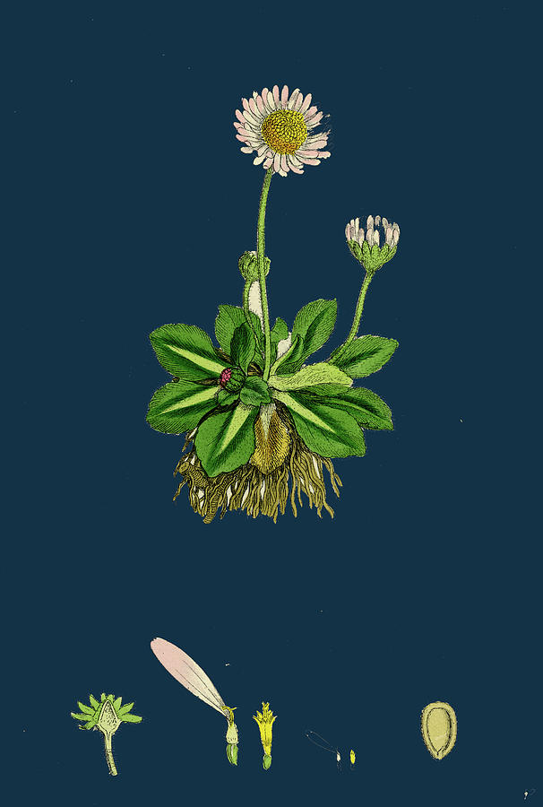 Bellis Perennis Common Daisy Drawing By English School