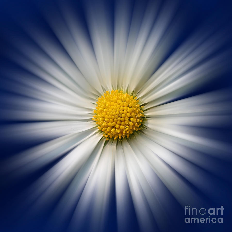 Abstract Photograph - Bellis Rays by John Edwards