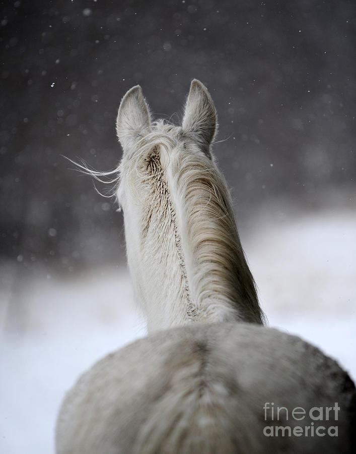 Bellita in Winter Photograph by Carien Schippers