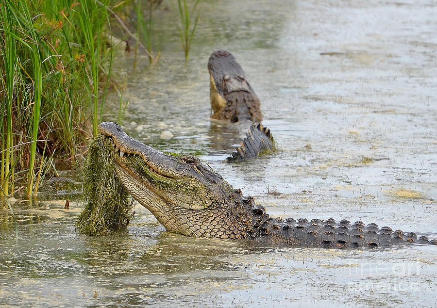 Bellowing Alligators Photograph by Kathy Baccari