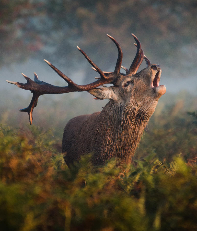 Bellowing Stag Photograph by Alan Crossland