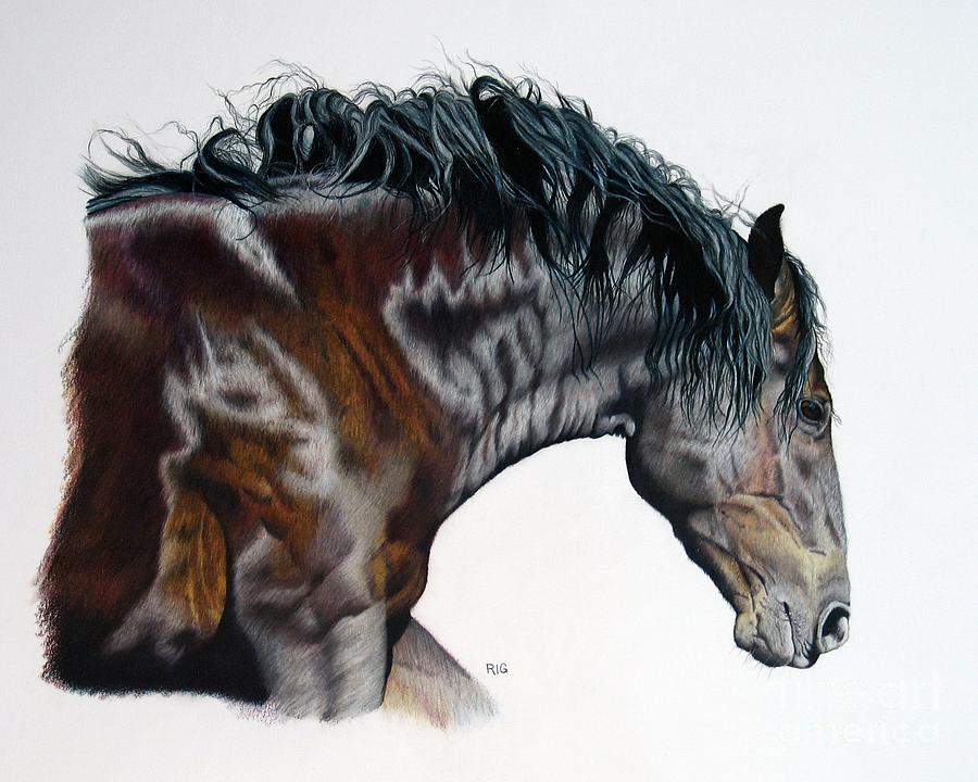 Bellus Equus Drawing by Rosellen Westerhoff