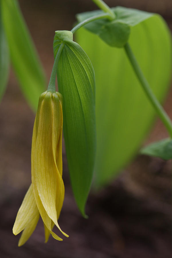 Bellwort Or Uvularia grandiflora Photograph by Daniel Reed