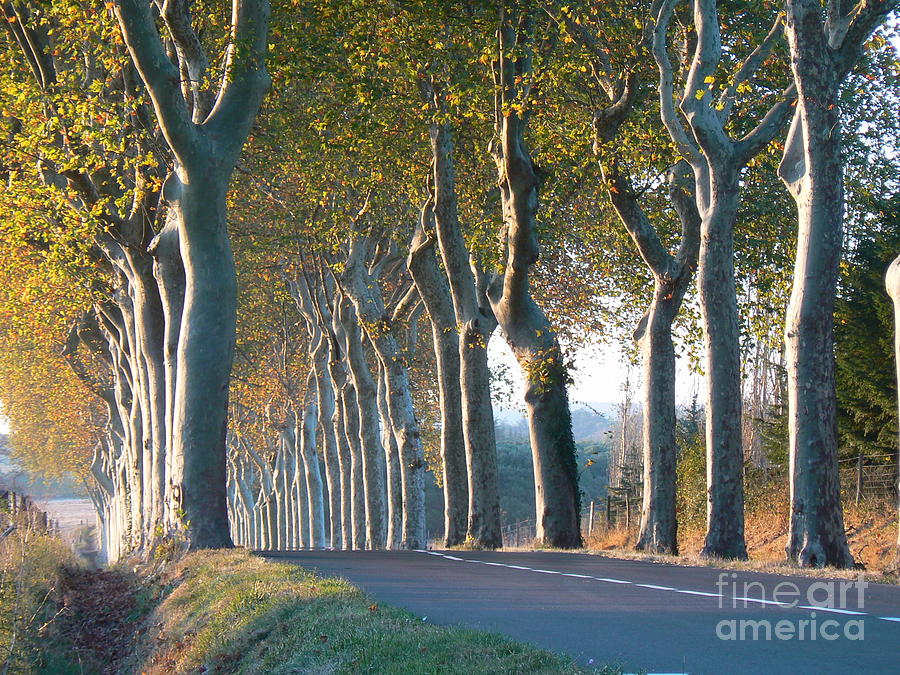 Tree Photograph - Beloved Plane Trees by France  Art