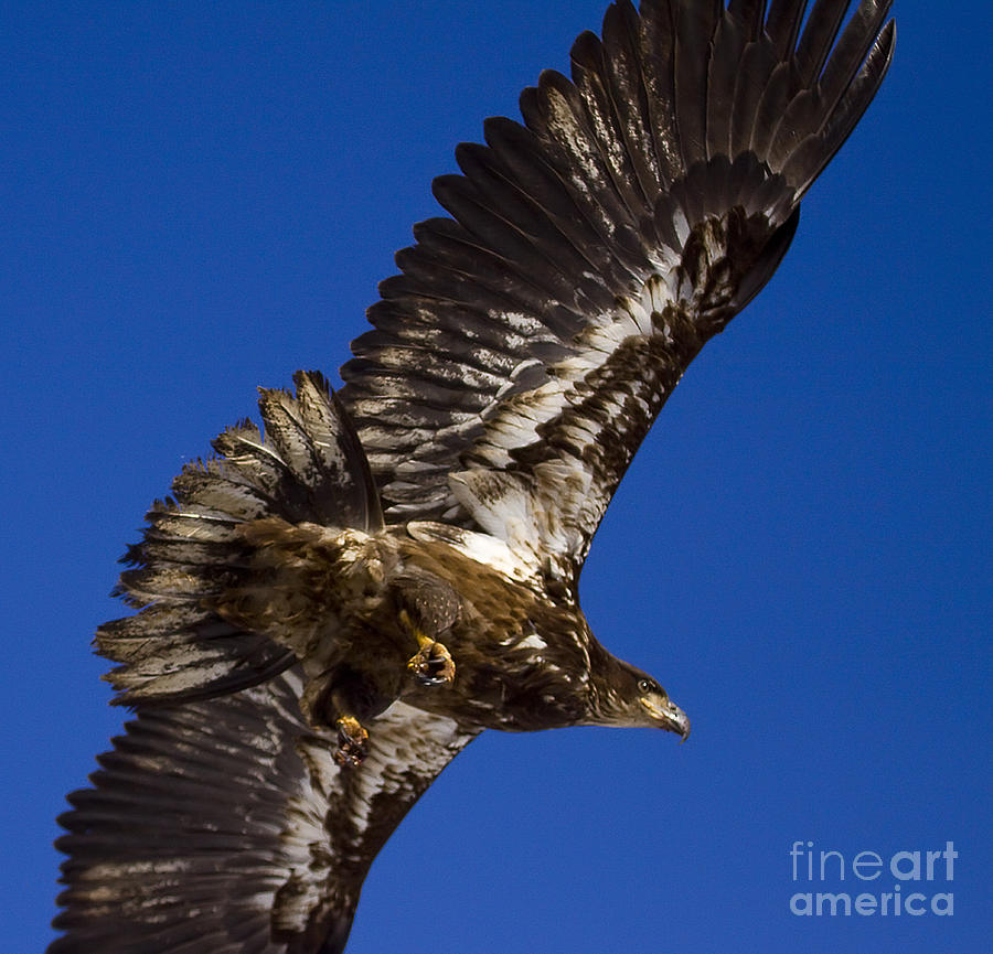 Below An Eagle   #6372 Photograph by J L Woody Wooden
