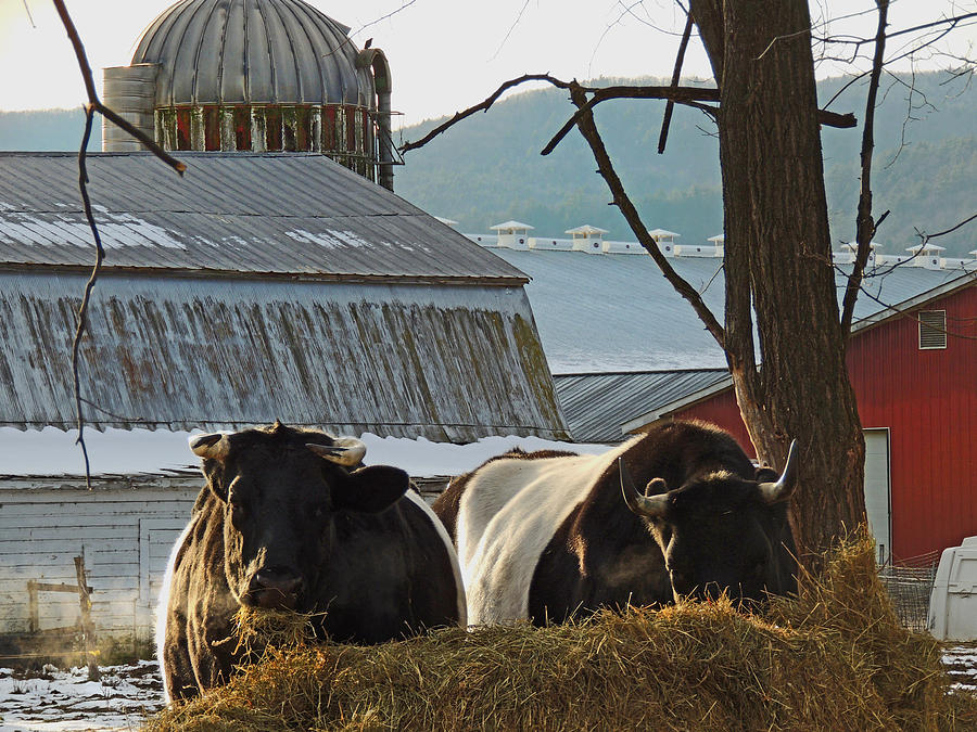 Belted Cows Photograph by Nancy Griswold
