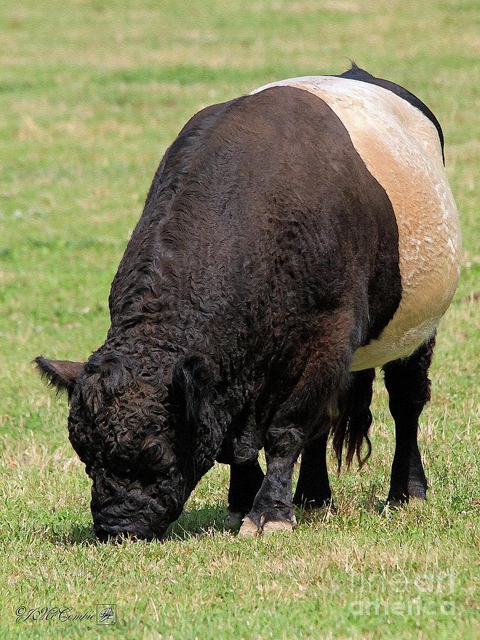 Belted Galloway Bull Painting by J McCombie - Pixels