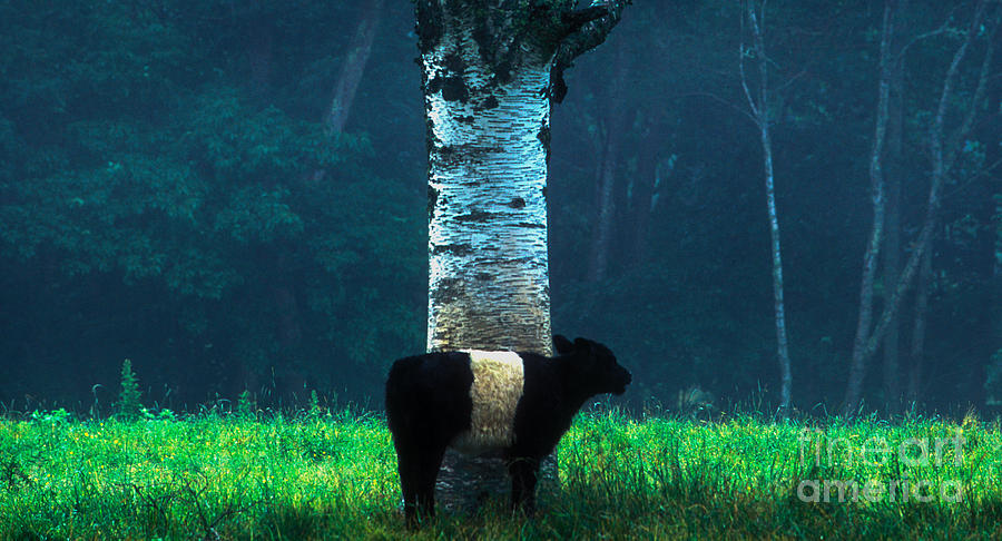 Cow Photograph - Belted Galloway Calf and Giant Birch by Maida Candler