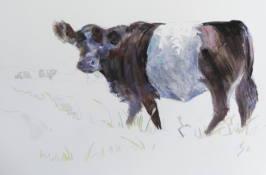 Belted Galloway Cow Illustration Drawing