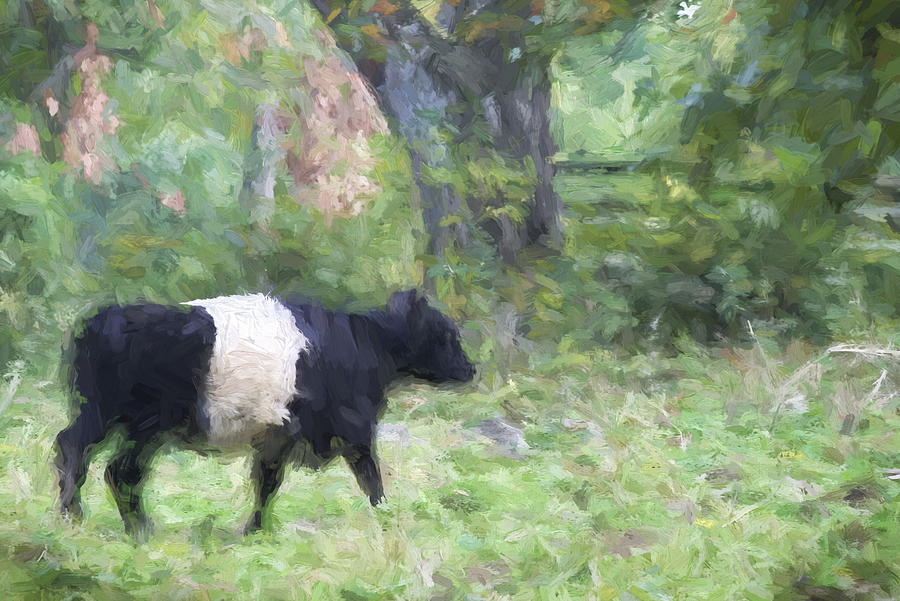 Spring Photograph - Belted Galloway Cow Painterly Effect by Carol Leigh
