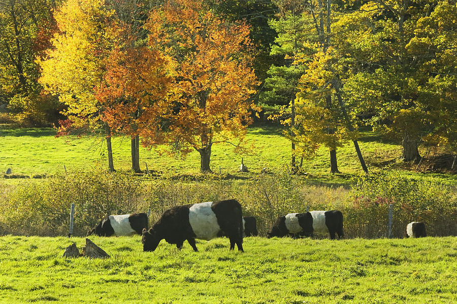 Cow Photograph - Belted Galloway Cows Grazing On Grass In Rockport Farm Fall Maine Photograph by Keith Webber Jr
