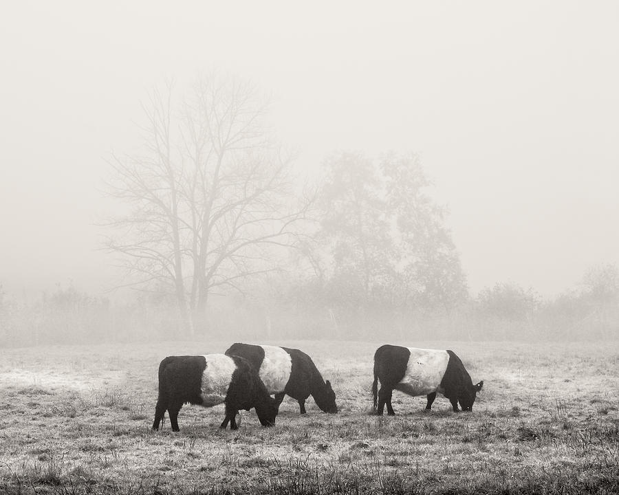 Cow Photograph - Belted Galloway Cows On foggy Farm Field In Maine by Keith Webber Jr