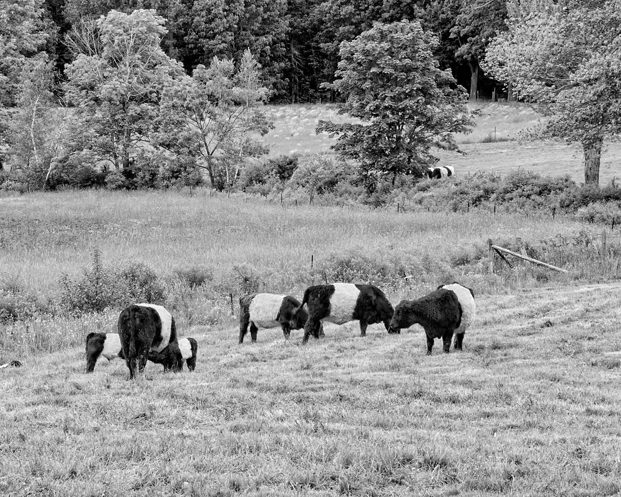 Belted Galloway Cows Rockport Maine Black andc White Photograph Photograph by Keith Webber Jr
