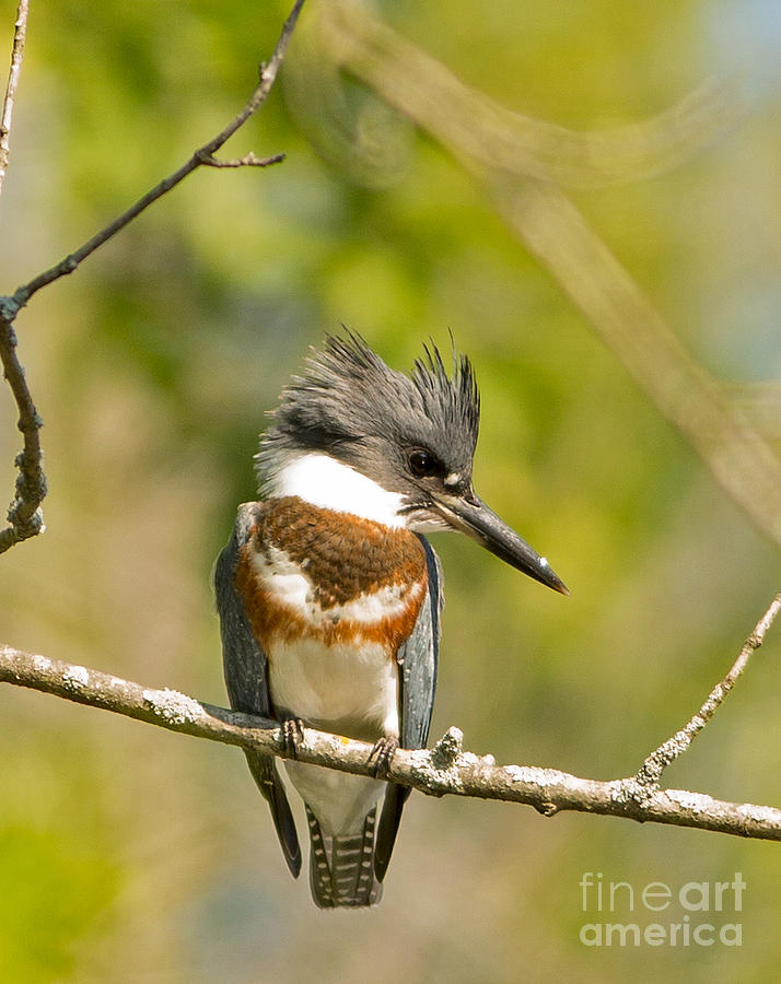 Belted Kingfisher 2 Photograph by Natural Focal Point Photography