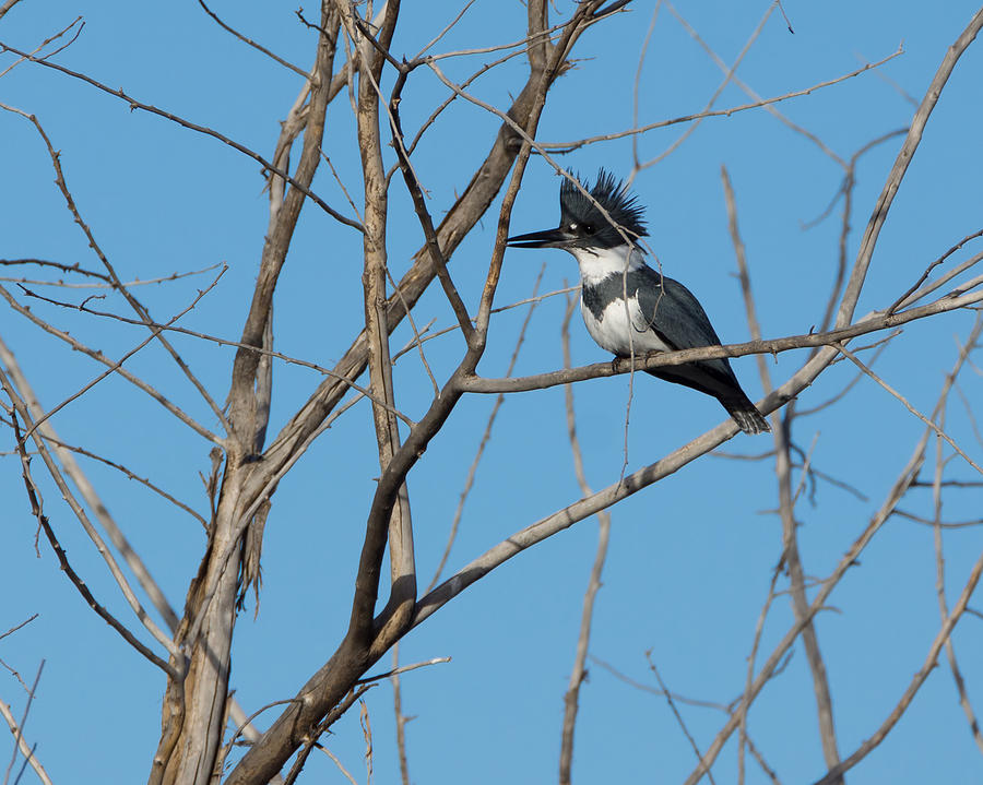 Belted Kingfisher 4 Photograph by Ernest Echols