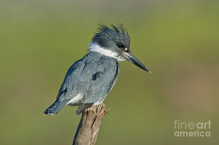 Belted Kingfisher Photograph by Anthony Mercieca