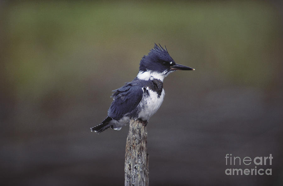 Belted Kingfisher Photograph by Art Wolfe