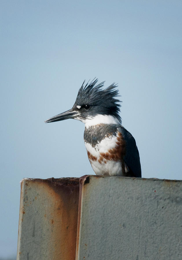 Belted Kingfisher Photograph by Betty Depee