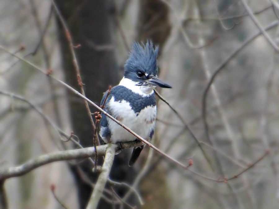 Belted Kingfisher Photograph by Dark Whimsy