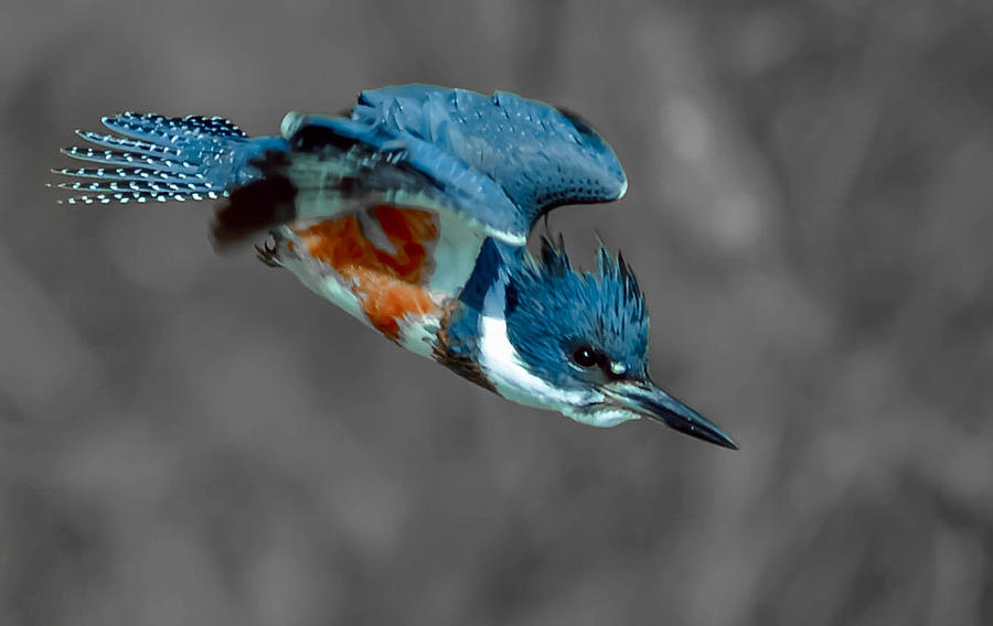 Belted Kingfisher Photograph by Brian Stevens