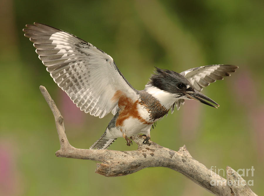 Belted Kingfisher Displaying Photograph by Scott Linstead