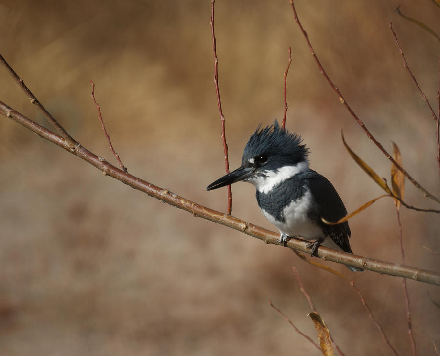 Belted Kingfisher Photograph by Ernest Echols