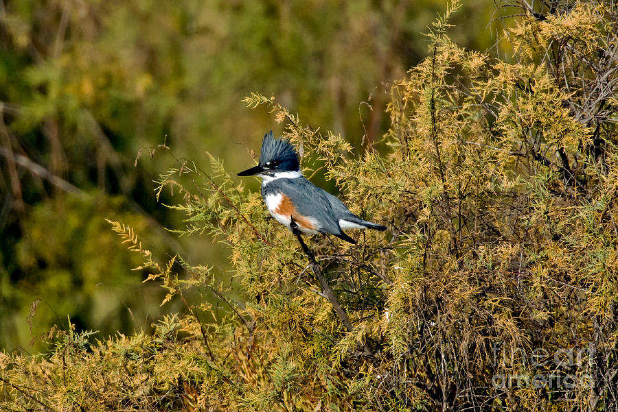 Kingfisher Photograph - Belted Kingfisher Female by Anthony Mercieca