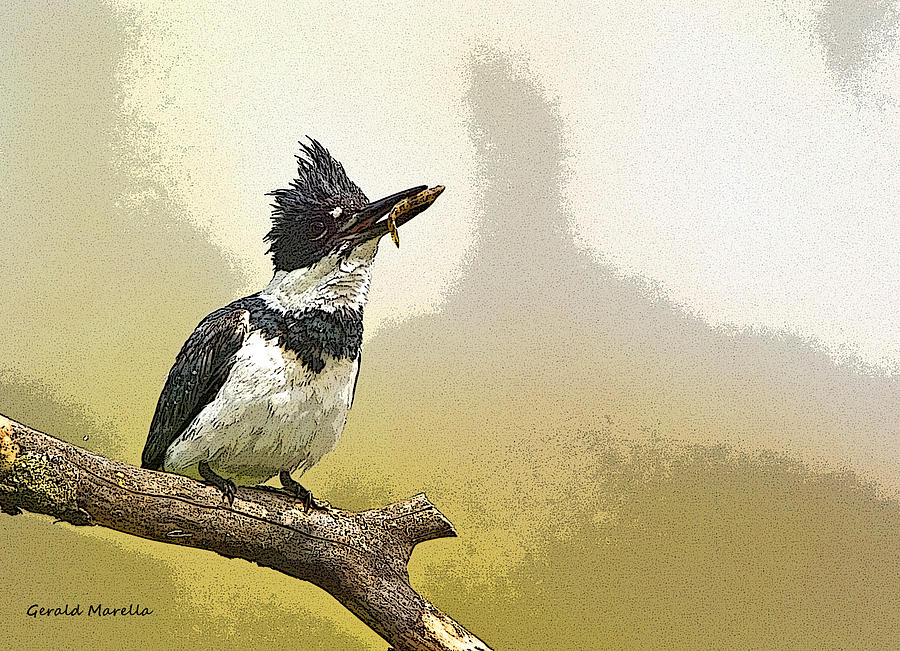 Kingfisher Digital Art - Belted Kingfisher by Gerald Marella