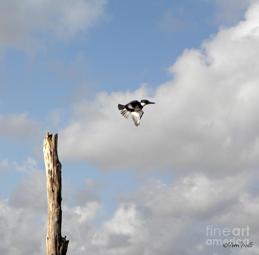 Belted Kingfisher in Flight Photograph by Terri Mills