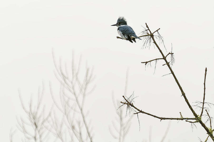 Belted Kingfisher Looking for Prey in Heavy Fog Photograph by Belinda Greb