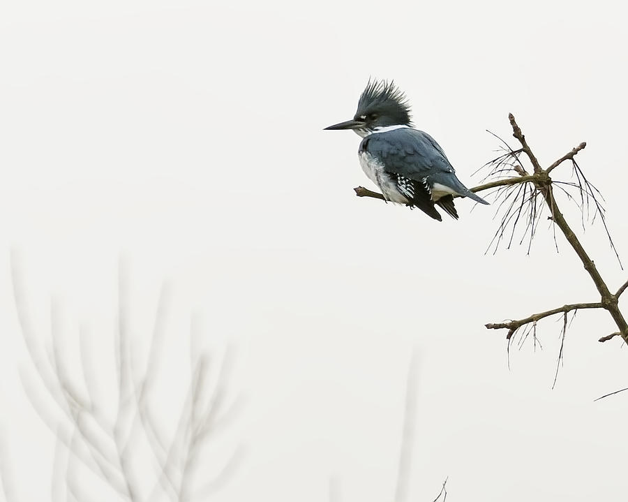 Belted Kingfisher Looking for Prey in Heavy Fog cr Photograph by Belinda Greb