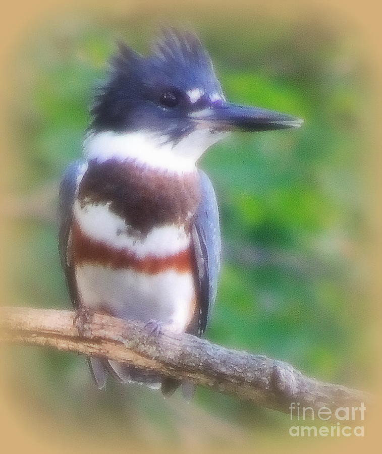 Belted Kingfisher Photograph by Mim White