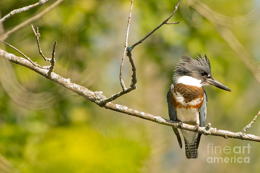 Belted Kingfisher Photograph by Natural Focal Point Photography