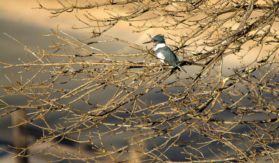 Kingfisher Photograph - Belted Kingfisher Portrait by Roy Williams