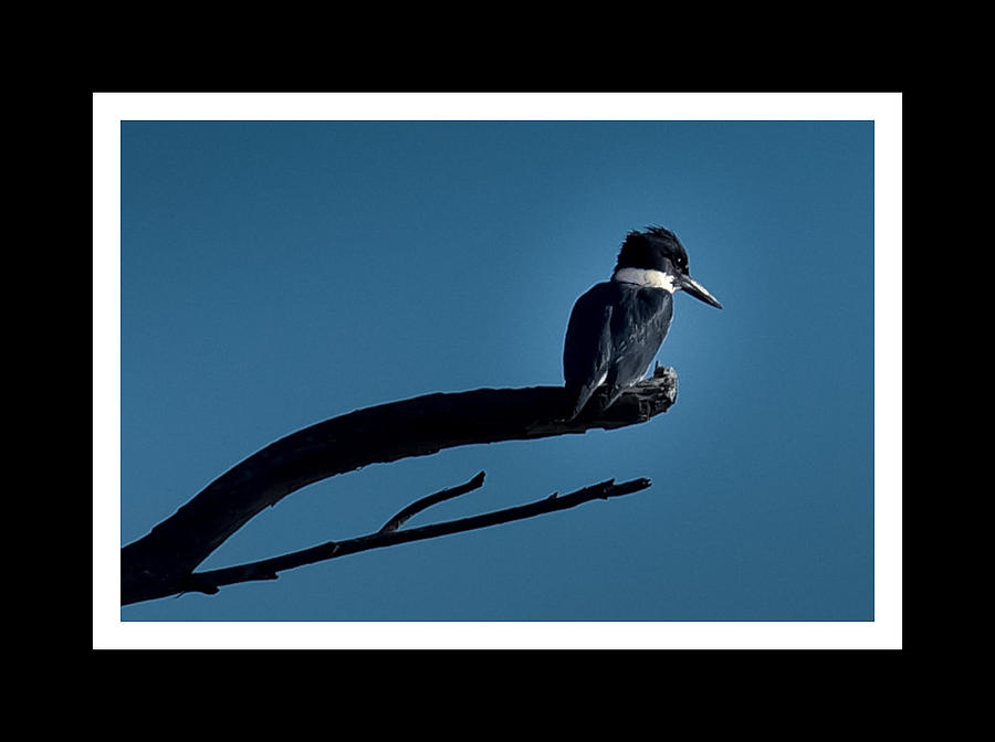 Belted Kingfisher Resting Photograph by Ernest Echols - Pixels