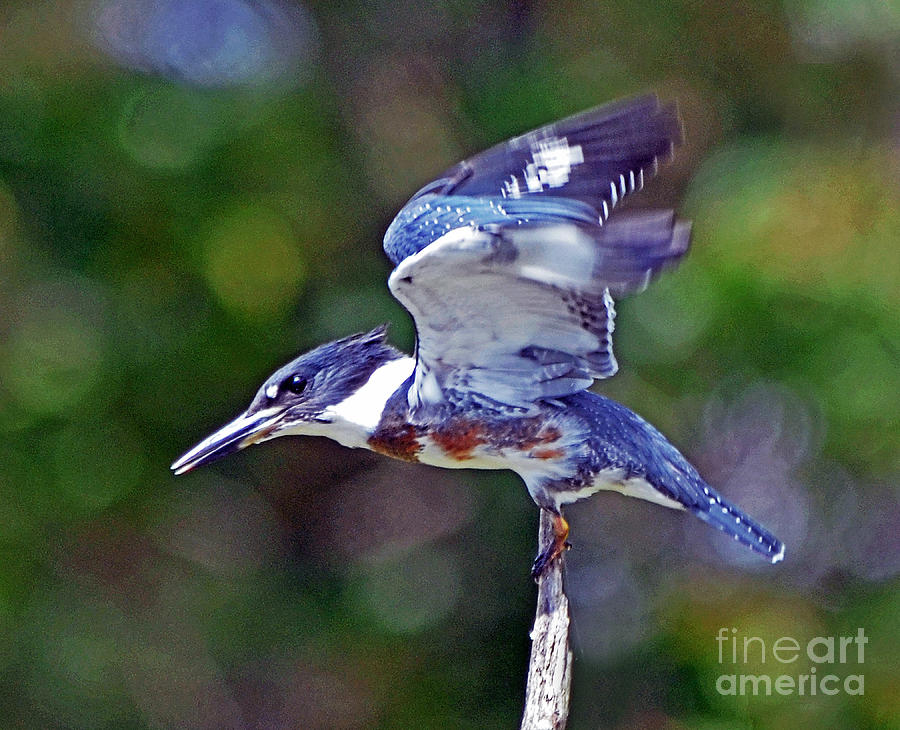 Belted Kingfisher Photograph by Rodney Campbell
