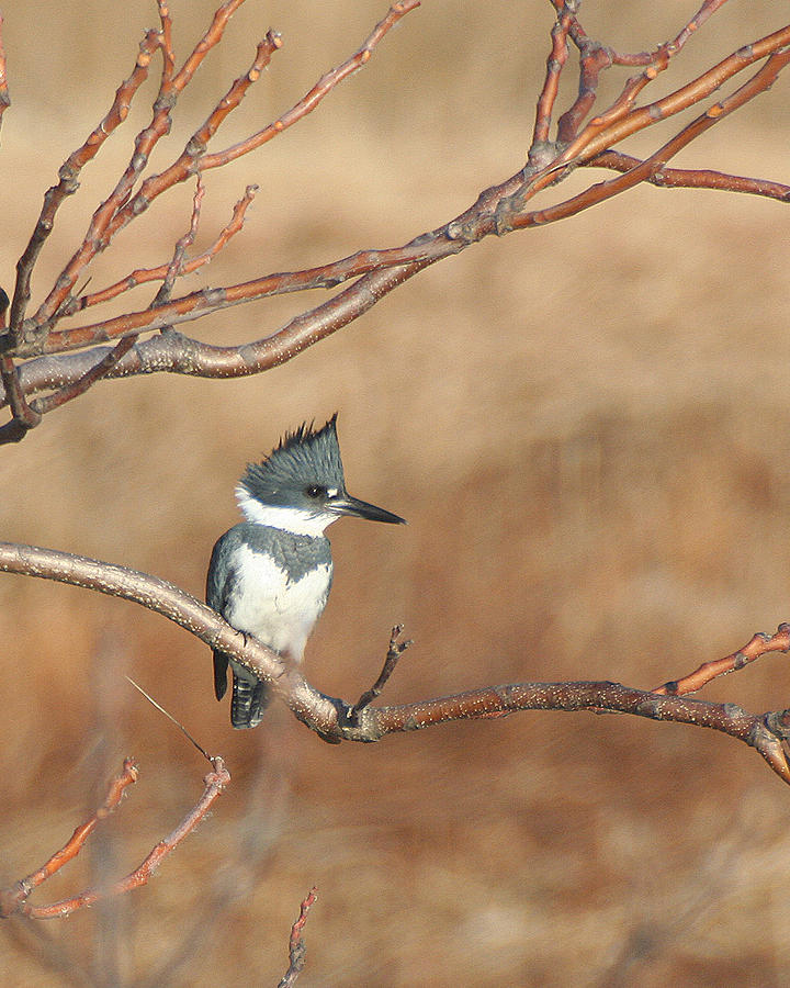 Belted Kingfisher Pyrography by William Selander