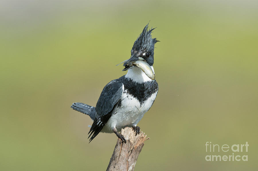 Kingfisher Photograph - Belted Kingfisher With Fish by Anthony Mercieca