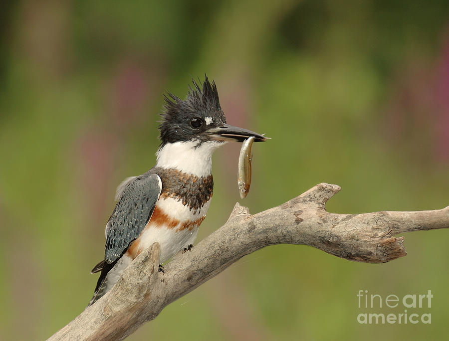 Belted Kingfisher With Fish Photograph by Scott Linstead