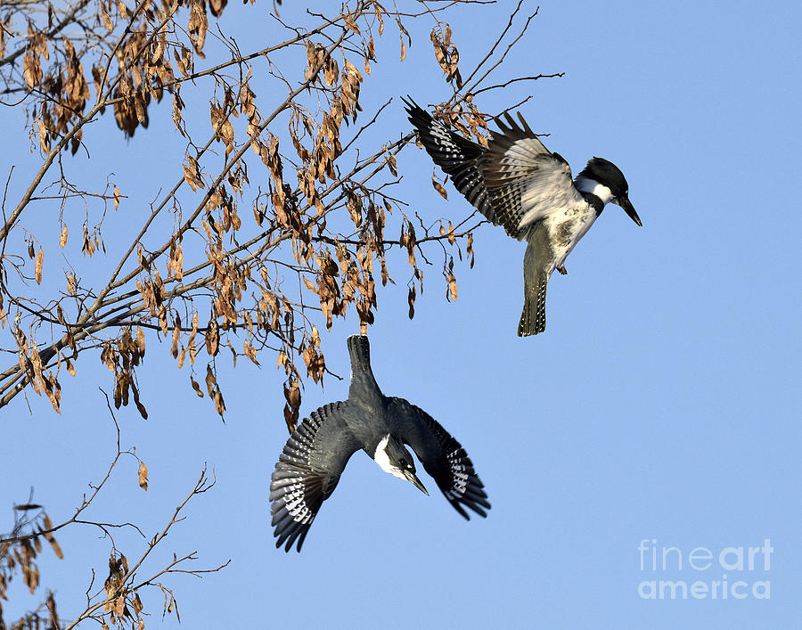 Belted Kingfishers Hunting Photograph by Dennis Hammer