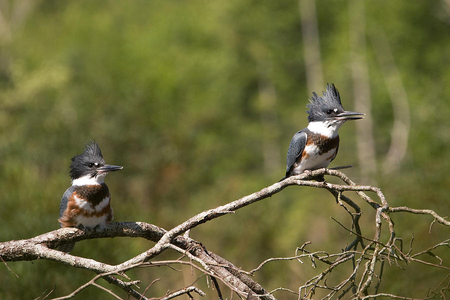Belted Kingfishers Photograph by Peggy Collins