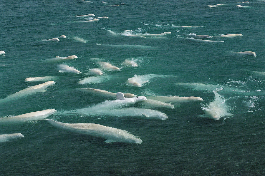 Beluga Delphinapterus Leucas Group Photograph by Flip Nicklin