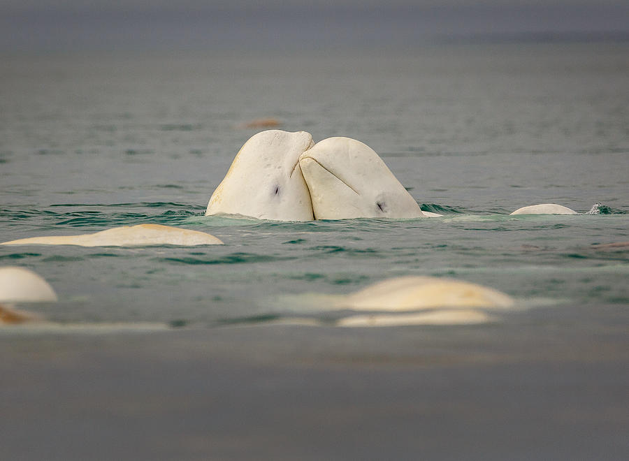 Beluga lovers Photograph by David Merron Photography