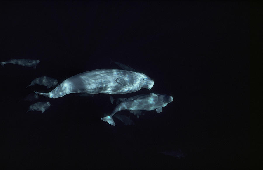 Beluga Pod Photograph by Flip Nicklin