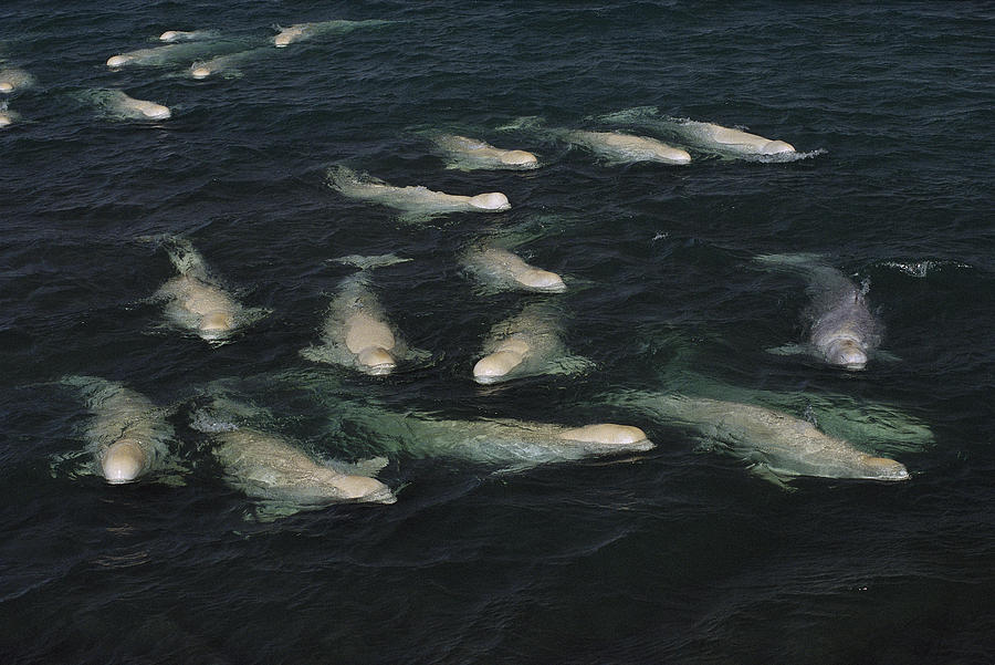 Belugas Molting In Freshwater Photograph by Flip Nicklin
